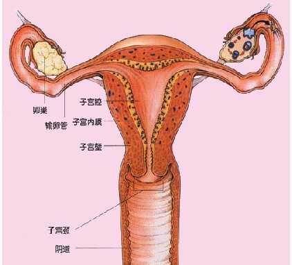 北京安琪妇产医院官网